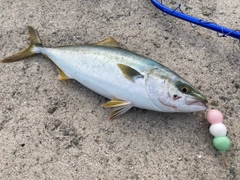 ハマチの釣果