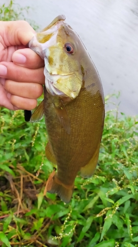 スモールマウスバスの釣果