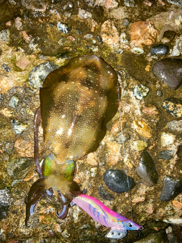 アオリイカの釣果