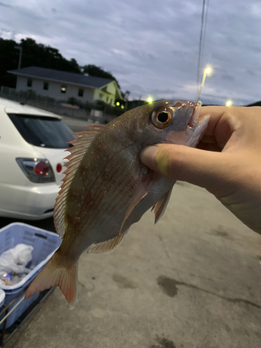 チャリコの釣果