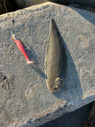 シタビラメの釣果