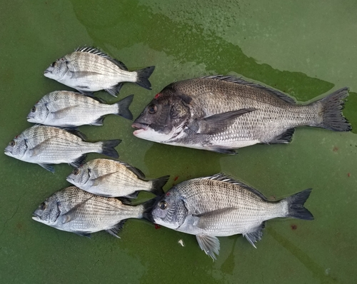 チヌの釣果