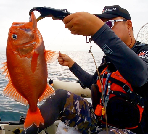 キンメダイの釣果