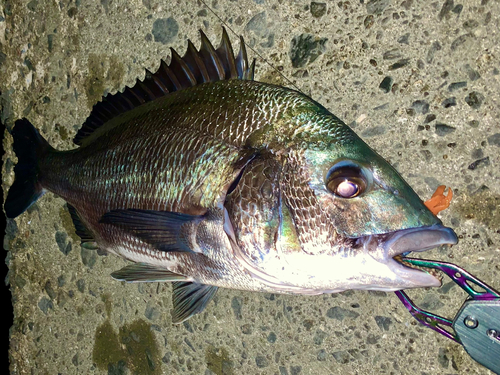 チヌの釣果