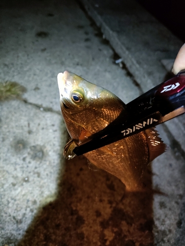 ウミタナゴの釣果