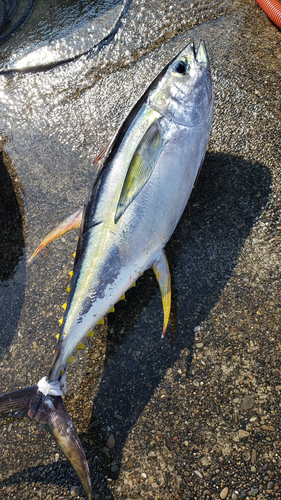 キハダマグロの釣果