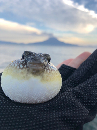 クサフグの釣果