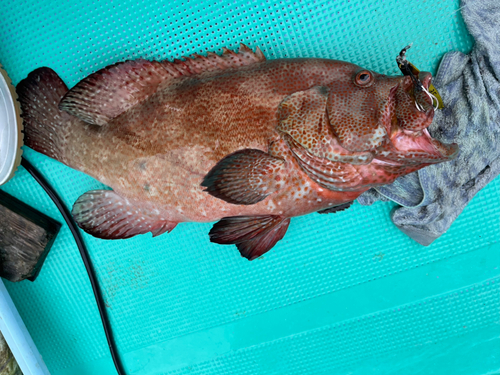 アザハタの釣果