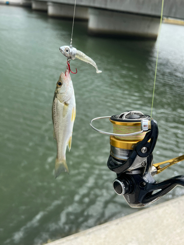 スズキの釣果