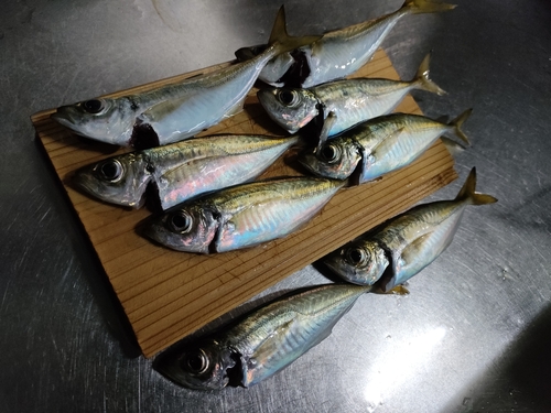 アジの釣果