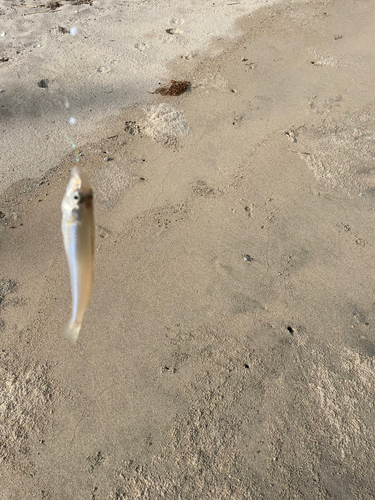 キスの釣果