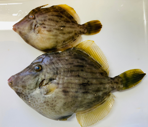 カワハギの釣果