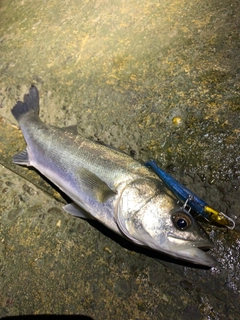 セイゴ（マルスズキ）の釣果