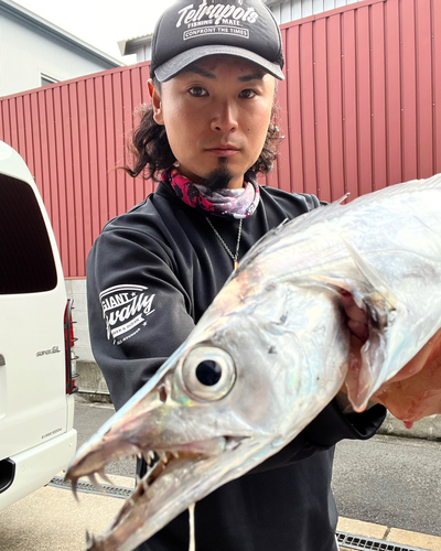 タチウオの釣果