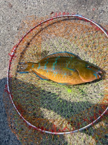 ヒブダイの釣果