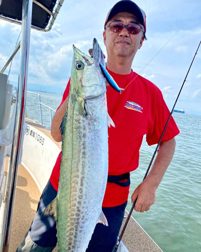 サワラの釣果