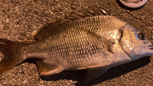 キチヌの釣果