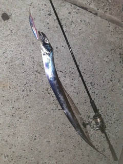 タチウオの釣果