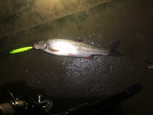 マルタウグイの釣果