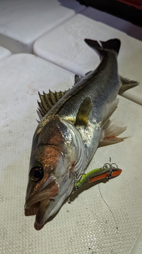 シーバスの釣果