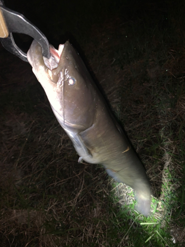 ナマズの釣果