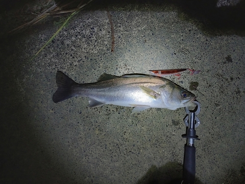 スズキの釣果