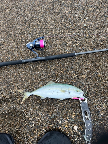 ワカシの釣果