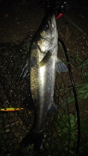 スズキの釣果