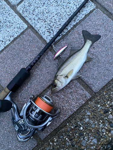 シーバスの釣果