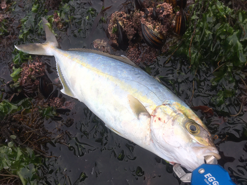 ショゴの釣果