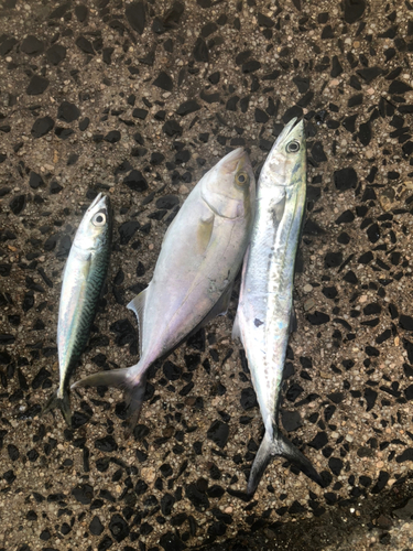 ショゴの釣果