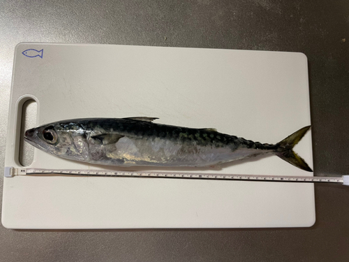 サバの釣果