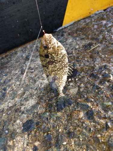 アイゴの釣果