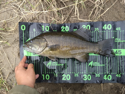 スモールマウスバスの釣果