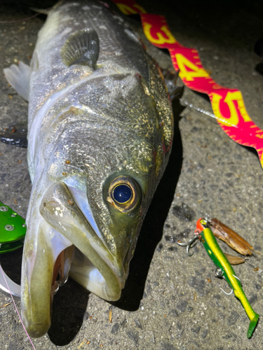 シーバスの釣果