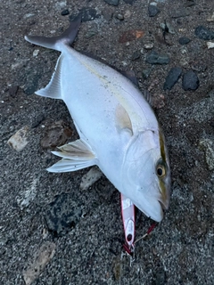 カンパチの釣果