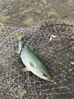 ハマチの釣果