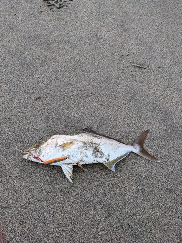 ショゴの釣果