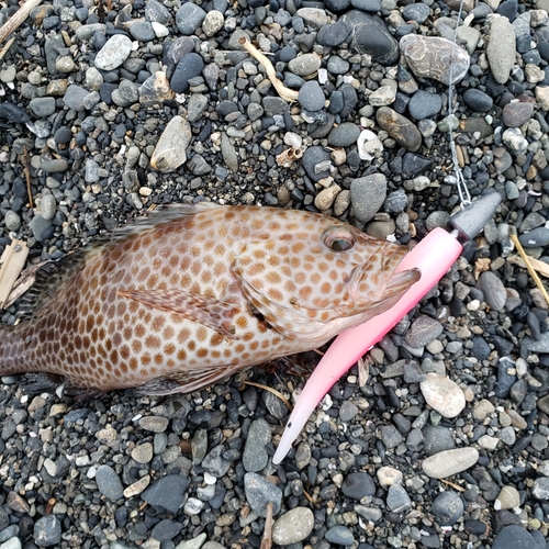 オオモンハタの釣果