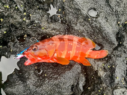 アカハタの釣果