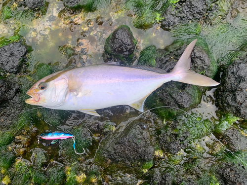 カンパチの釣果