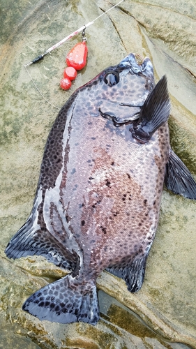 イシガキダイの釣果