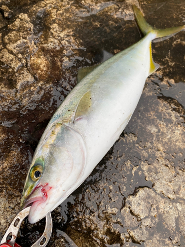 コゾクラの釣果