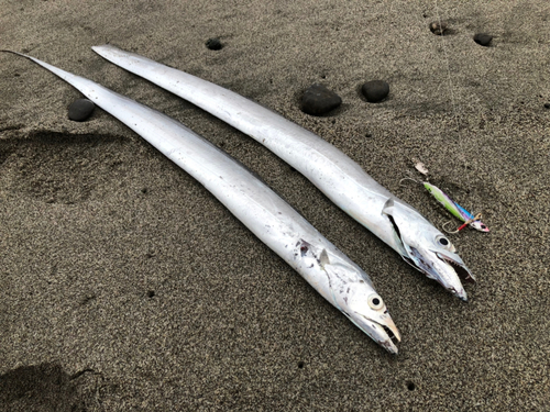 タチウオの釣果