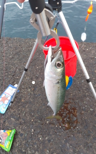 マサバの釣果