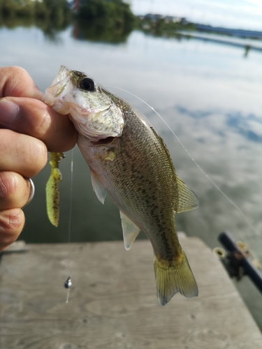 ブラックバスの釣果