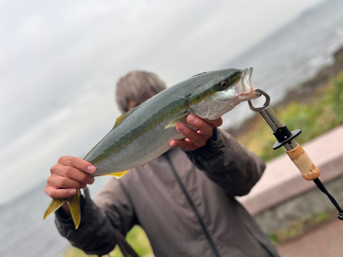 イナダの釣果