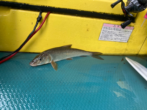 ニゴイの釣果