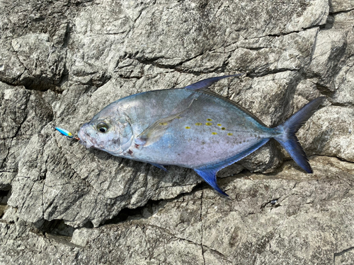 ナンヨウカイワリの釣果