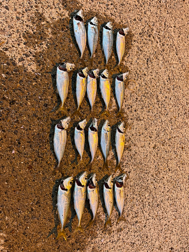 アジの釣果